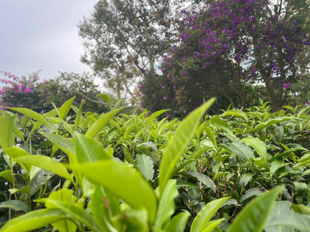 Villa Tea Garden House Bảo Lộc Exterior foto