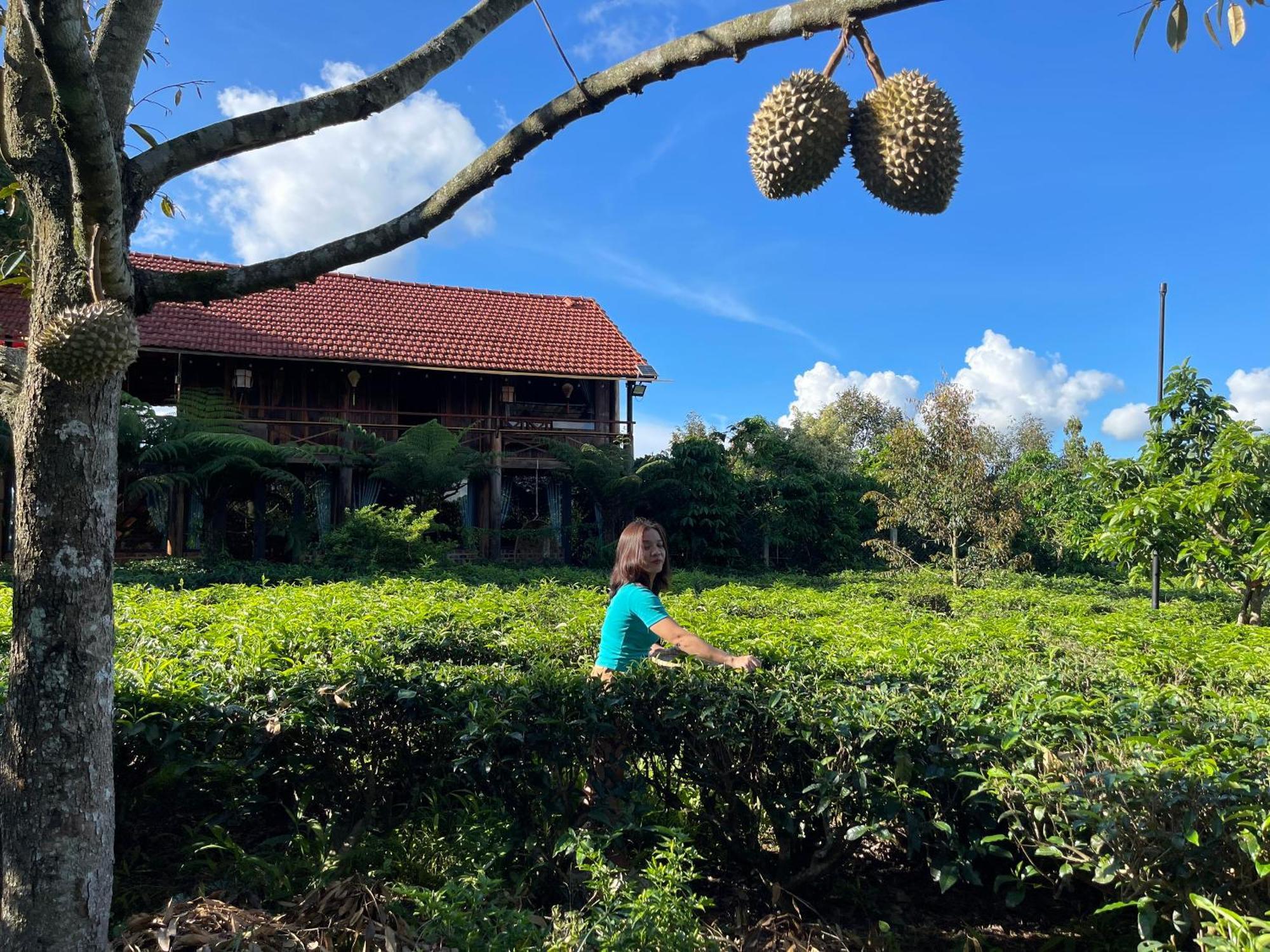 Villa Tea Garden House Bảo Lộc Exterior foto