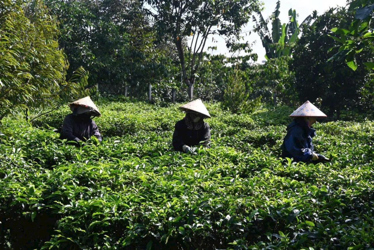 Villa Tea Garden House Bảo Lộc Exterior foto